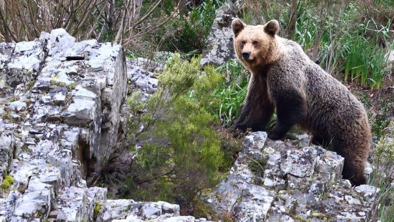 Asturias pone en marcha el programa de geolocalización de osos pardos