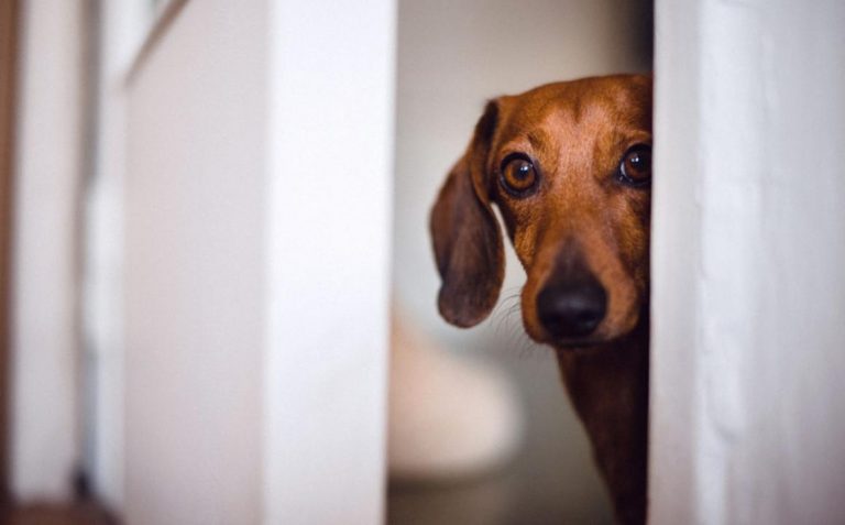 Cómo hacer que tu perro no tenga miedo a los cohetes
