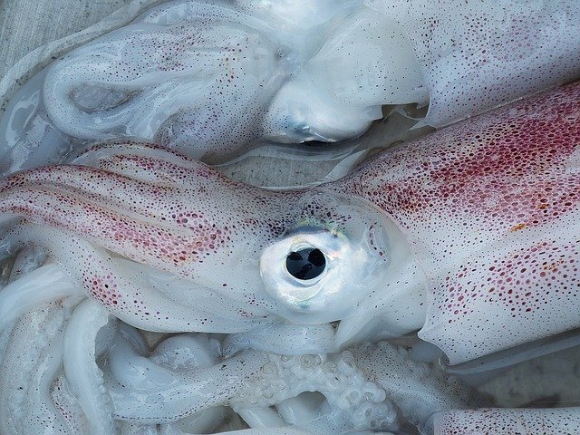 Calamares Frescos