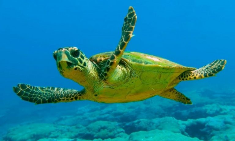 57 municipios se unen a la campaña ‘Tortugas en el Mediterráneo 2021’