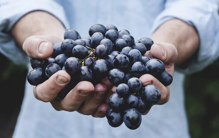 Etiquetas RFID para alimentos perecederos con Bionix Technologies