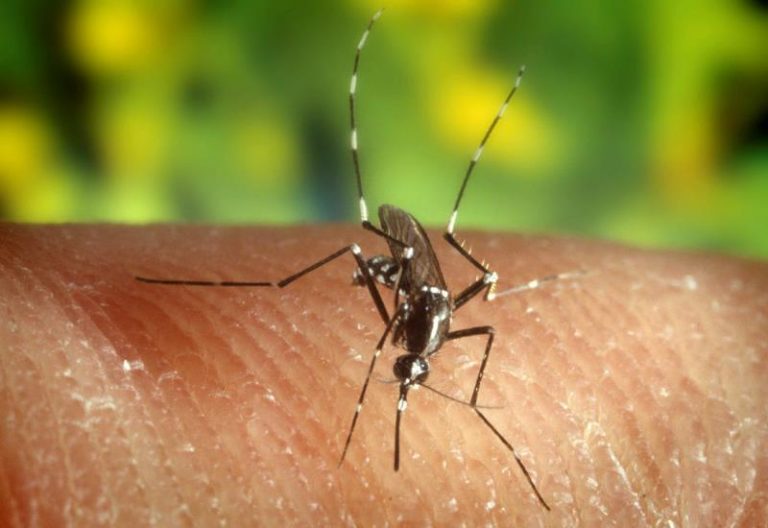 Científicos del CSIC investigan la circulación del virus del Nilo en el Guadalquivir
