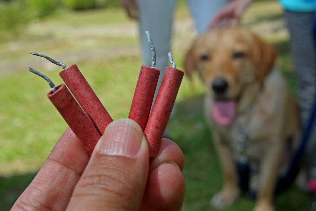 ¿Qué Debo Hacer Para Evitar Que Mi Perro Padezca De Miedo Al Escuchar Cohetes?