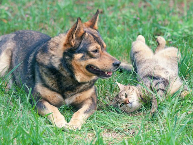 ¿Qué Hacer Si Mi Perro O Gato Padecen Un Golpe De Calor?