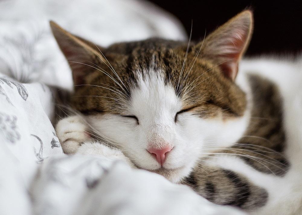 Un Gato Descansando Es Una Mascota Feliz 