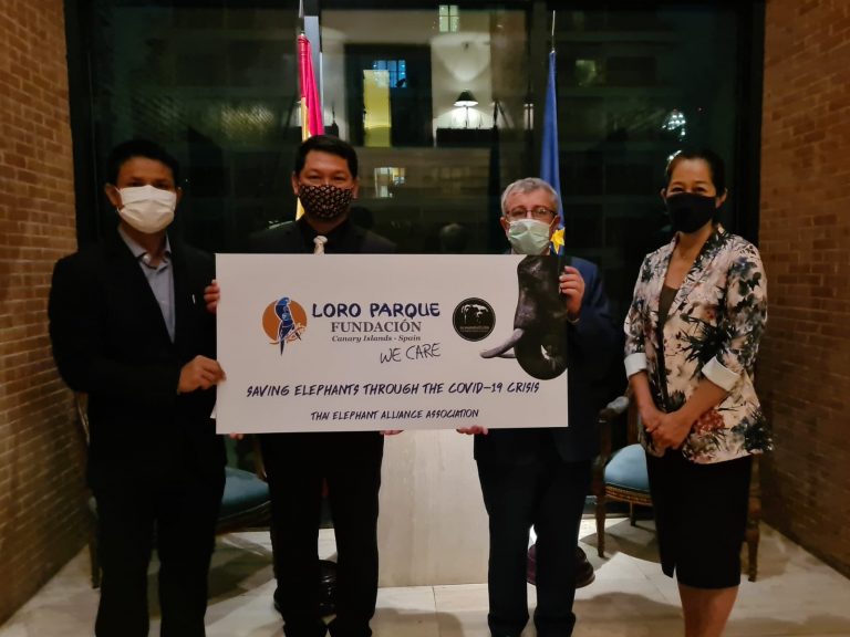 Loro Parque Fundación hace una donación para proteger a los elefantes en Tailandia
