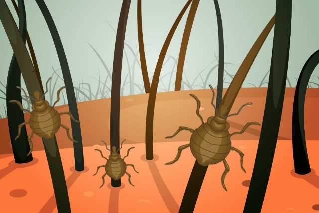 Cómo Saber Si Tienes Ladillas Púbicas 2 Puntos A Tener En Cuenta Sobre La Infección