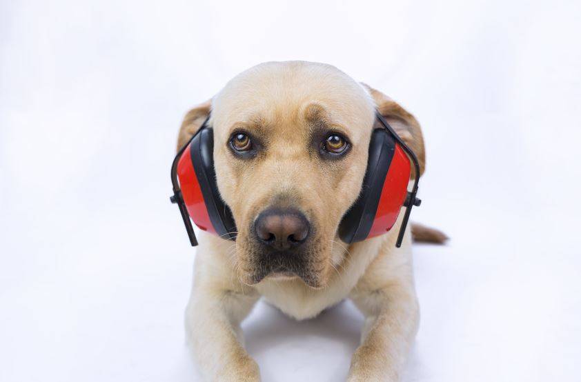 Toma Conciencia Y Se Paciente Con La Mascota