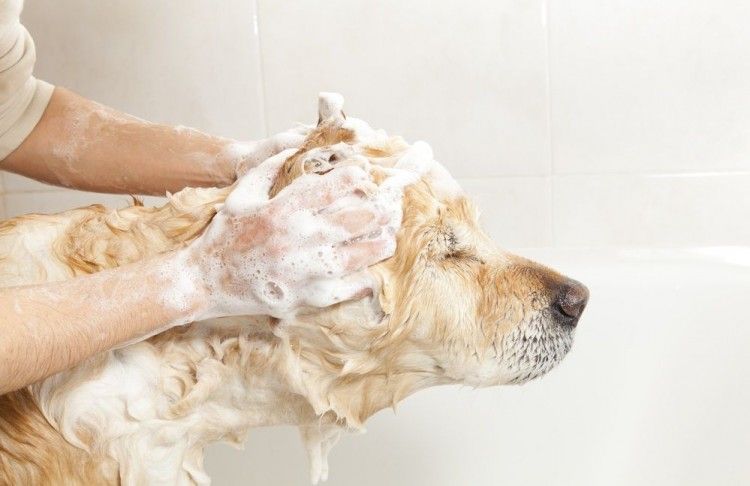 Datos Que Debes Tener En Cuenta A La Hora De Atender A La Mascota