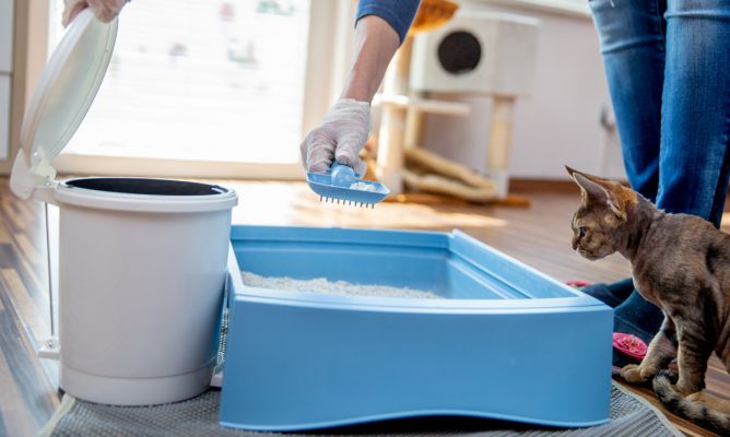 Datos Que Debes Tener En Cuenta Al Momento De Colocar Una Caja De Arena Para Tu Gato