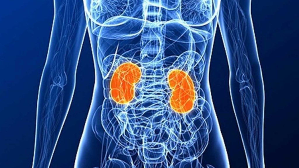 Los Riñones El Filtro Natural Del Cuerpo Sufre Con La Diabetes