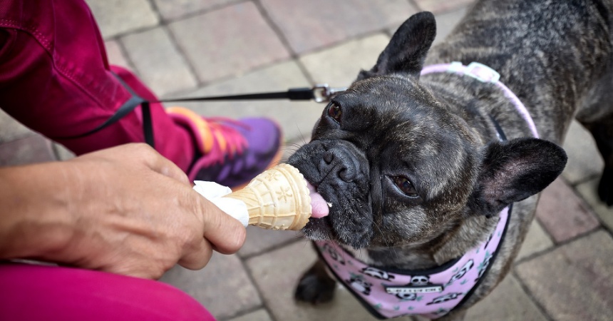 Cómo hacer helados sanos para los perros