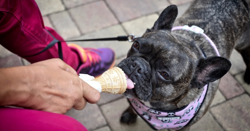 Cómo Hacer Helados Sanos Para Los Perros