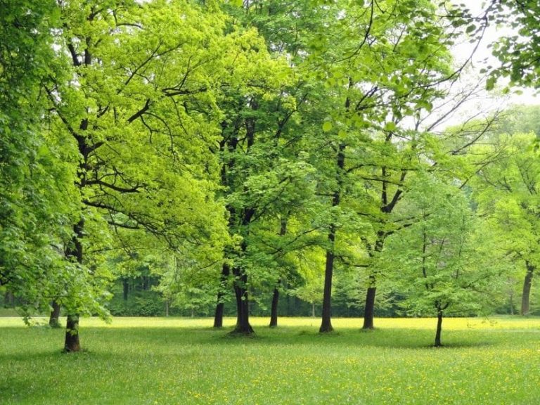 El RJB y la UCM abren la preinscripción a su Máster ‘Arboricultura y Gestión del bosque urbano’