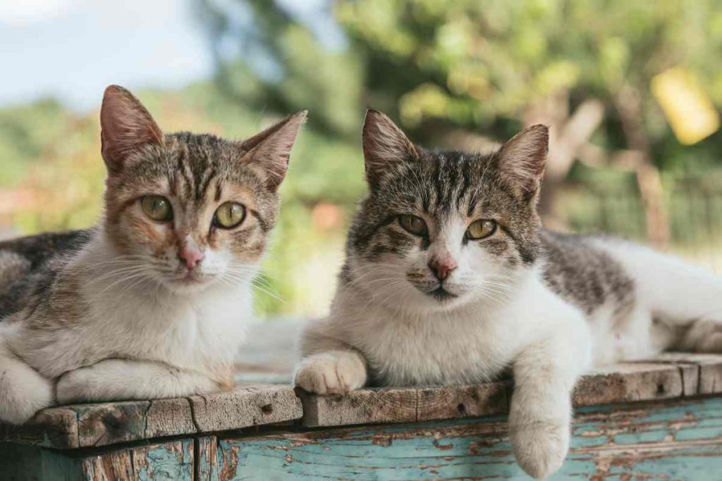 El Parto Y El Ronroneo De Los Gatos