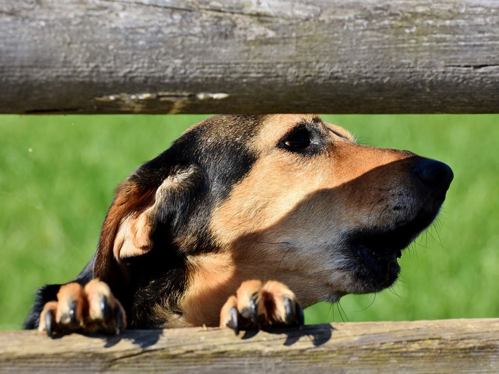 Con Ello Se Identifican Emocionalmente Los Perros Con Su Dueño
