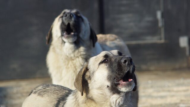 Marcan Territorio Los Perros Con Los Aullidos