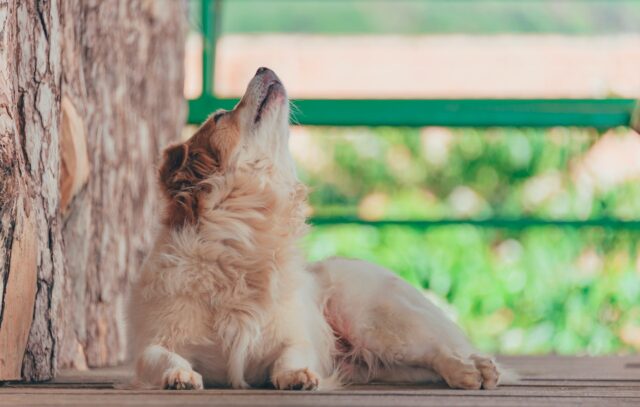 Los Perros Aúllan Para Atraer Atención Y Señalar Un Descubrimiento