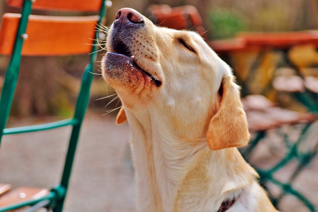 Estas Son Las Enfermedades Que Puede Transmitirte Tu Perro