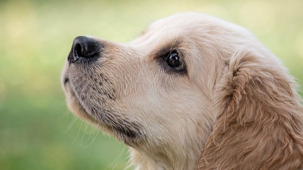 ¿Cuál Es La Forma Más Habitual Que Usan Los Perros Para Expresarse?  