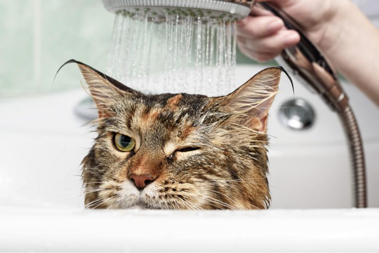 Este es el motivo por el que los gatos odian el agua