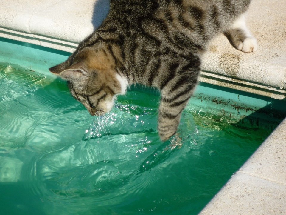 Los Gatos Se Sienten Atrapados Por El Agua