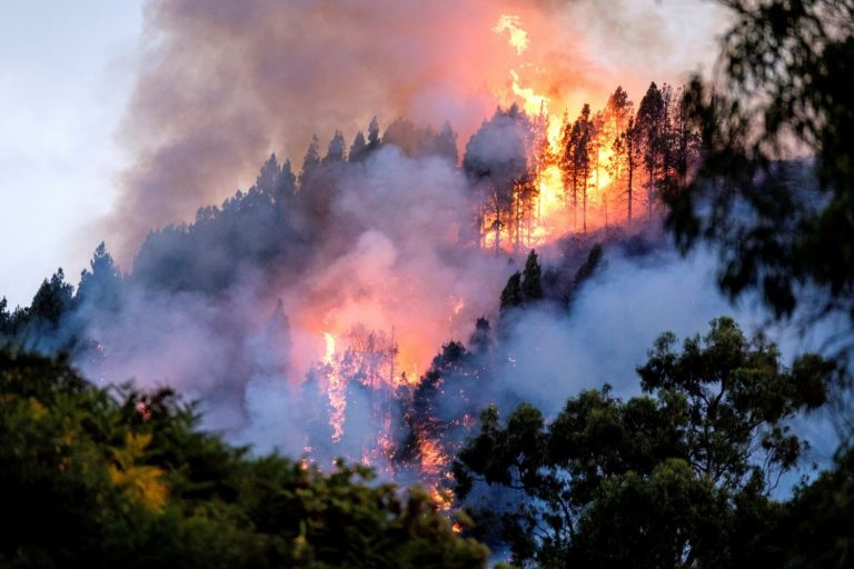 El fuego quemó 2.651 hectáreas desde el 11 al 18 de julio