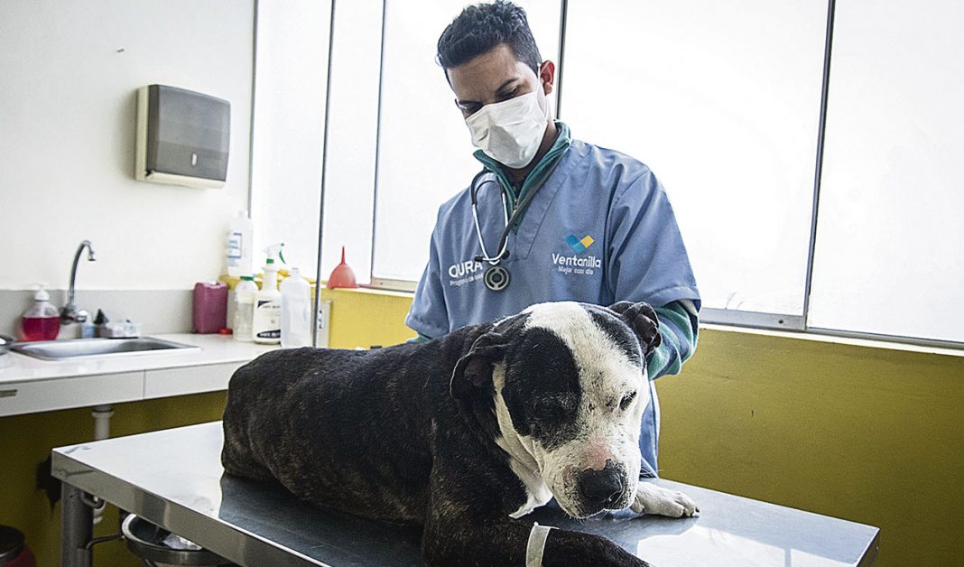 Los veterinarios alzan la voz contra el Real Decreto 666/2023 del ministro Luis Planas