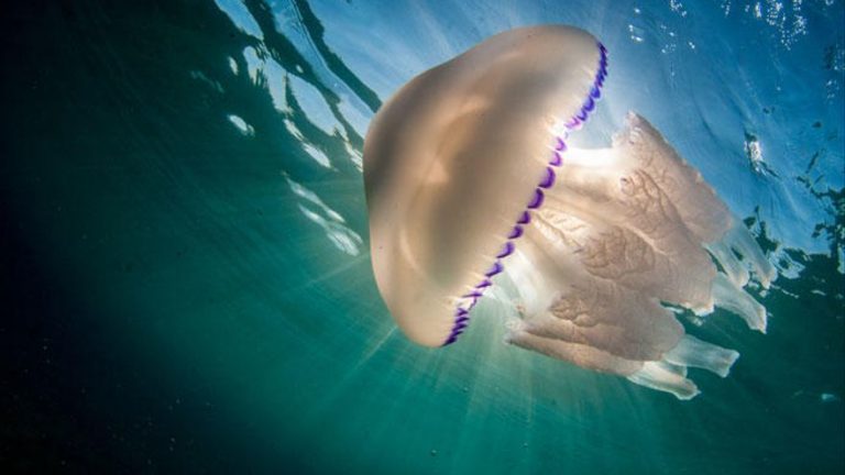 Cómo actuar ante la picadura de una medusa