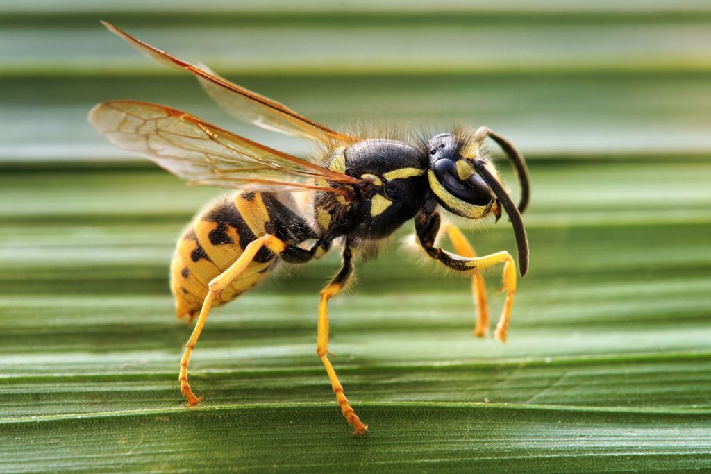 ¿Qué son las avispas y las abejas?