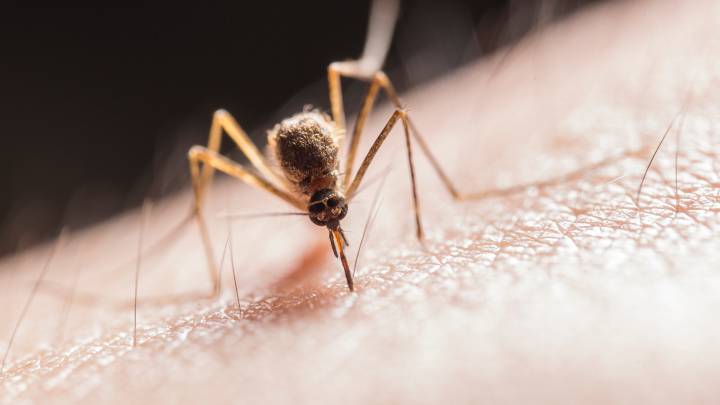 ¿Quiénes Causan Las Picaduras En Los Mosquitos?