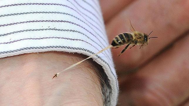 ¿Qué Es Una Picadura De Abeja?