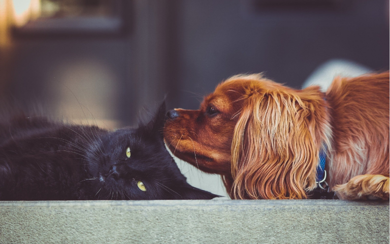 Cómo saber si tu perro o gato tiene calor