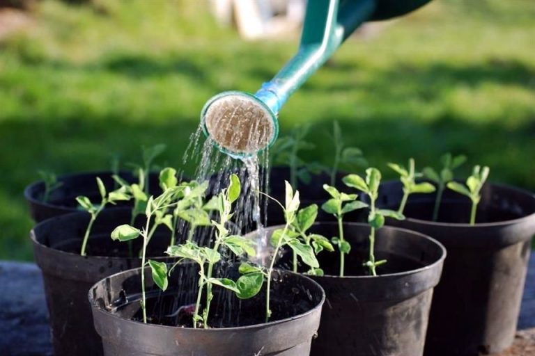 Cómo regar las plantas en verano: inventos útiles que las mantendrán vivas