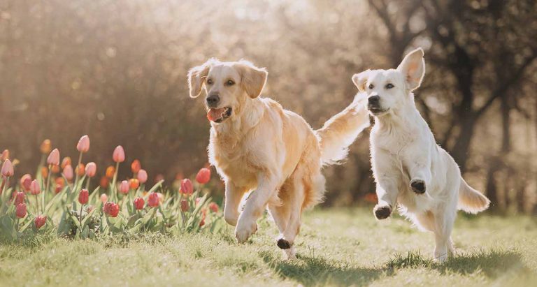 Cinco mil personas participarán junto a sus mascotas en el Perrotón Madrid 2021