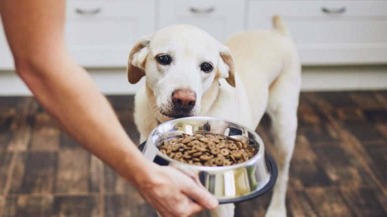 Piensos para perros: estos son los mejores según la OCU