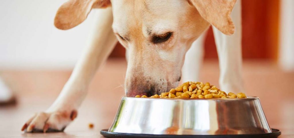 ¿Cuáles Son Los Mejores Piensos Para Perros Según La Ocu?