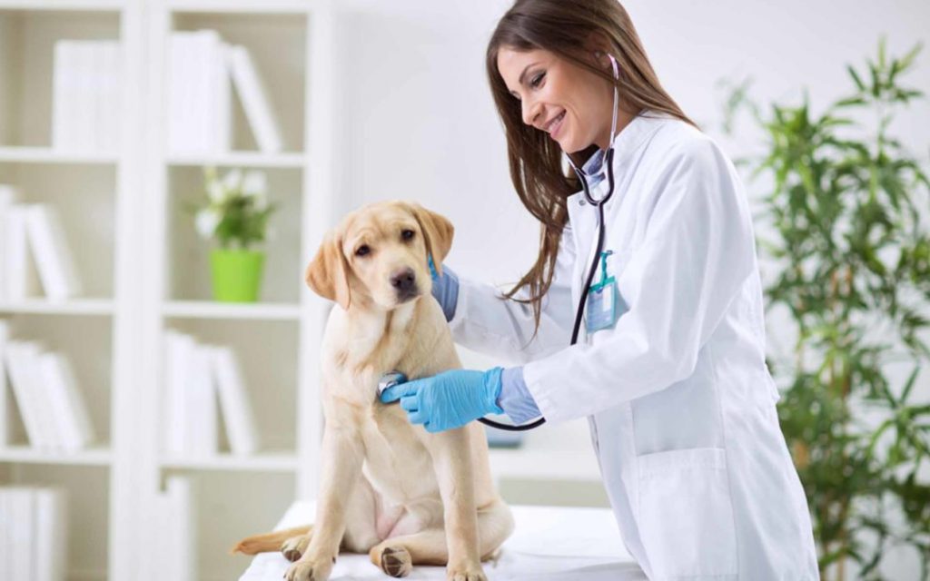 La Importancia De Lo Que Dice El Veterinario