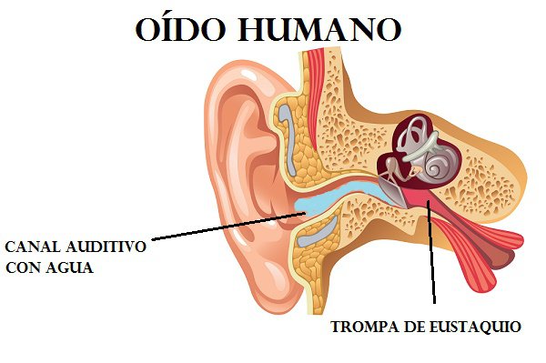 Qué Es El Oído