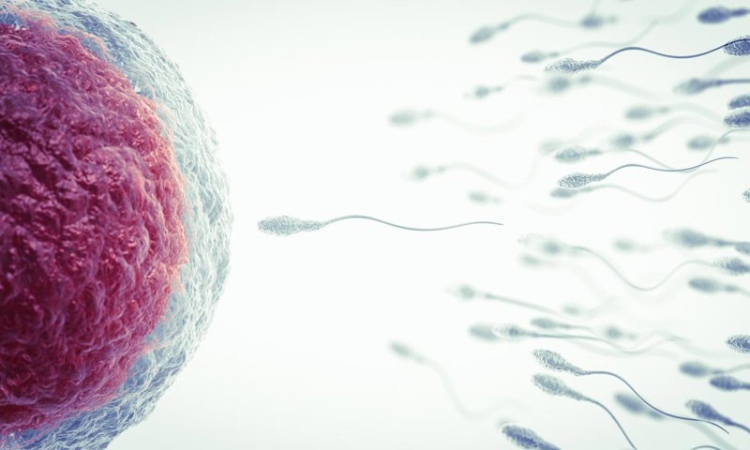 Qué Es La Fecundación In Vitro