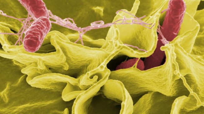 ¿Cuál Es El Tratamiento Para La Salmonelosis?