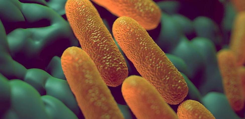 ¿Cuáles Son Los Tipos De Salmonelosis?