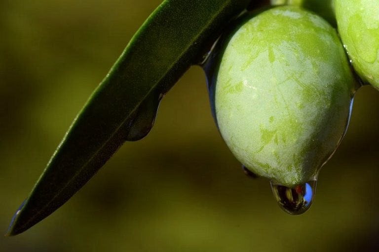 El aceite de oliva virgen extra elegido por los expertos