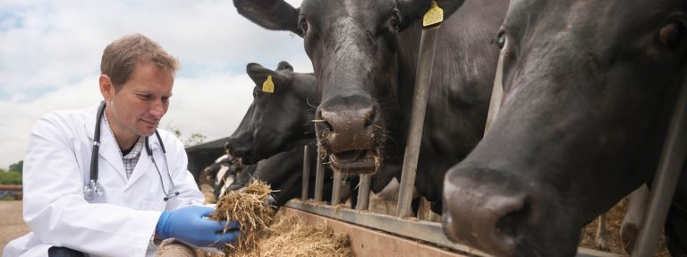 El uso de antibióticos ha disminuido en la UE en animales productores