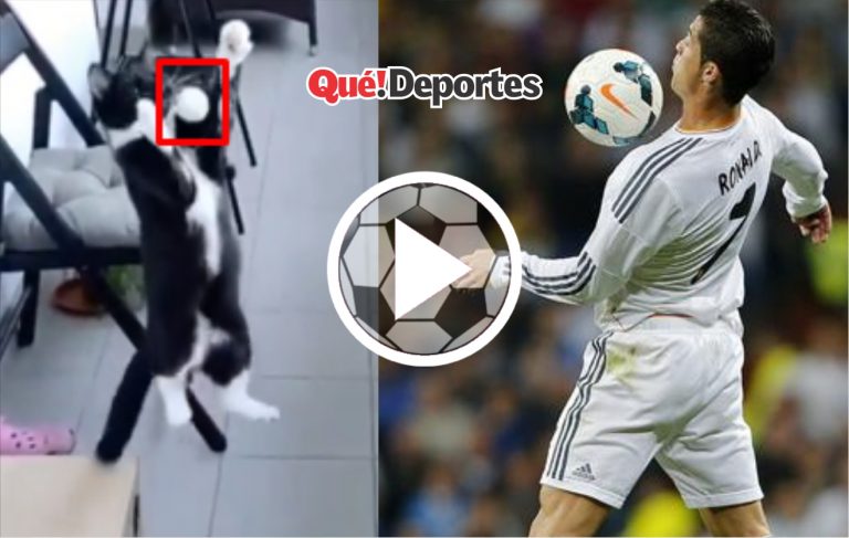 El gato «Ronaldo» termina en el suelo