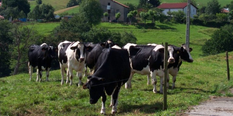 Los ganaderos cántabros protestarán para exigir unos precios justos por la leche