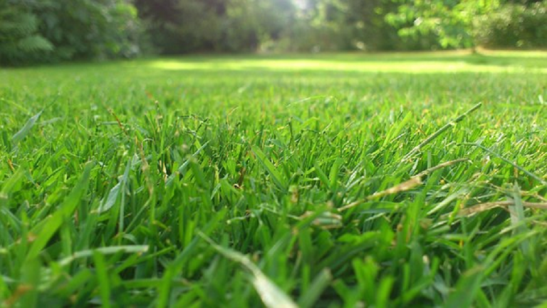 Desbrozadoras: qué tipos existen y cómo utilizarla en tu jardín