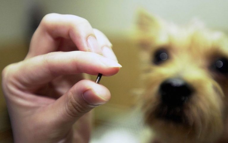 Solo el 28% de perros recogidos por protectoras en 2020 llevaba microchip