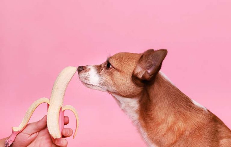 Cómo animar a que tu perro coma en verano