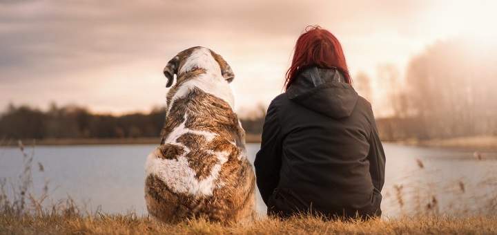 Dar El Último Adiós Tras La Muerte De Mi Mascota